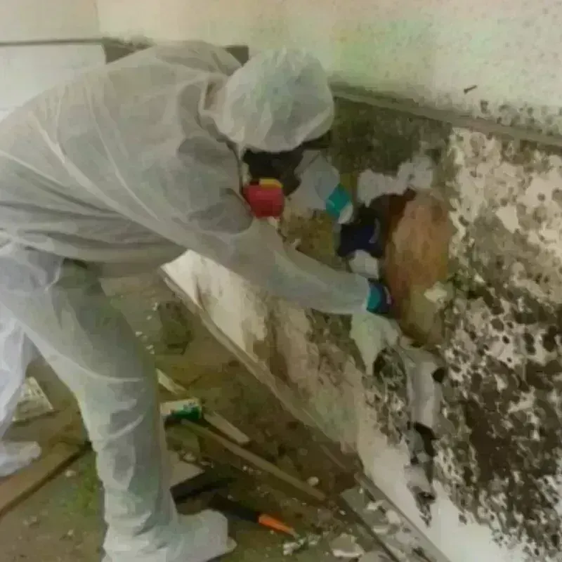 Mold Remediation and Removal in Heber City, UT